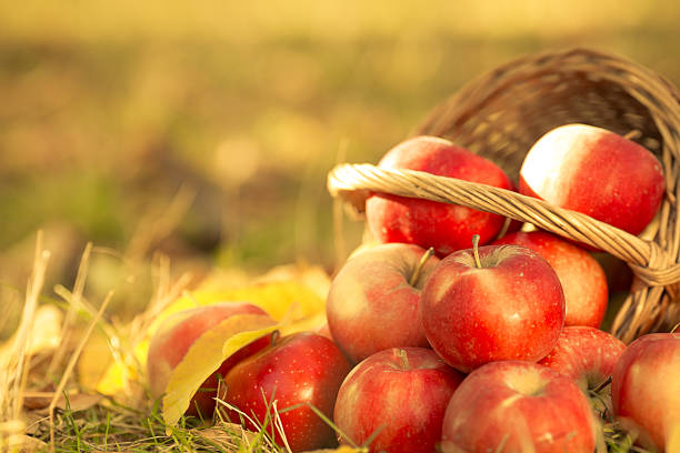 istock Basket full of red juicy apples 186992085