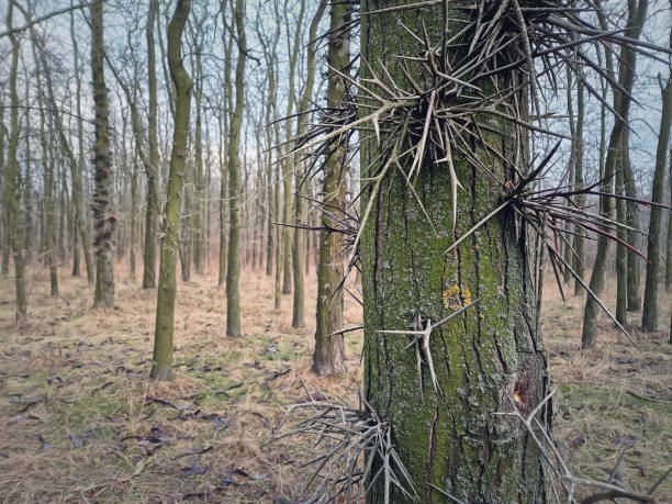 closeup honey locust tree stem with multiple big thorns growing out of its bark - locust invasion imagens e fotografias de stock