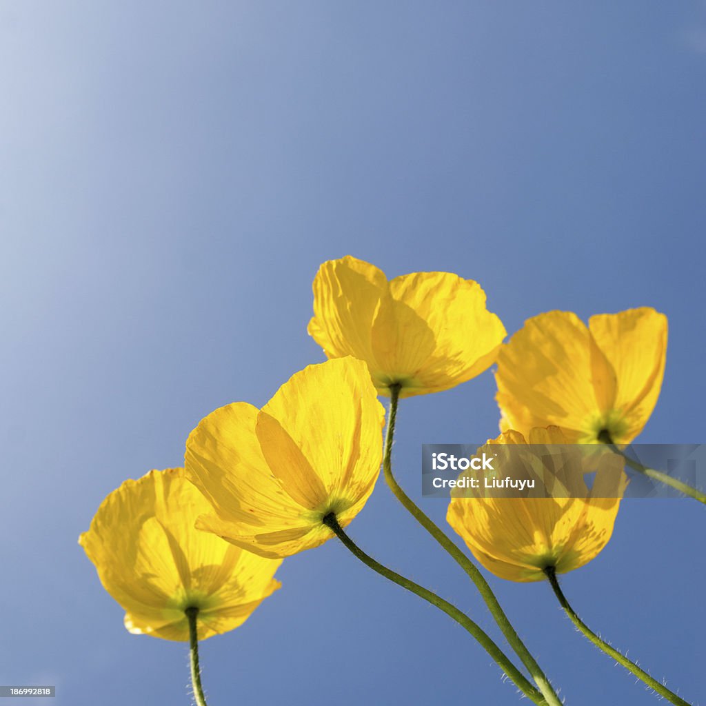 Мак цветочный - Стоковые фото Ароматерапия роялти-фри