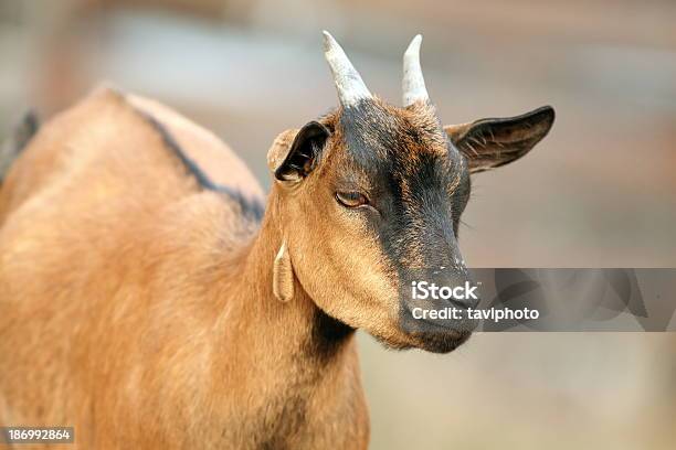 Brown Goat Closeup Stock Photo - Download Image Now - Animal, Animal Body  Part, Animal Eye - iStock