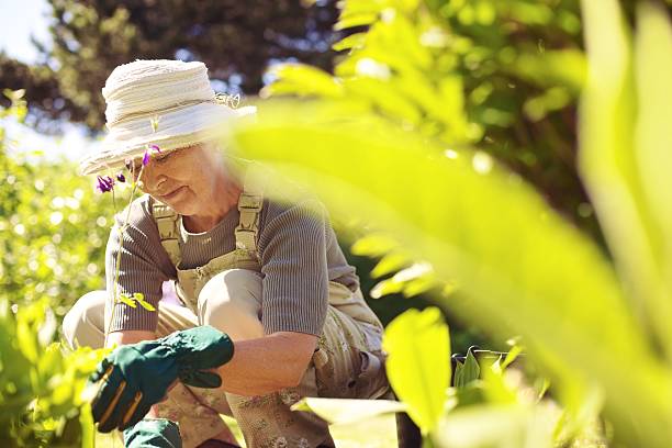 senior donna che lavora nel suo giardino - formal garden flower bed lawn ornamental garden foto e immagini stock