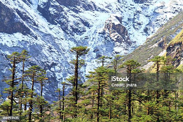 Herrliche Winterlandschaft Mit Schnee Bedeckt Bäume Stockfoto und mehr Bilder von Baum