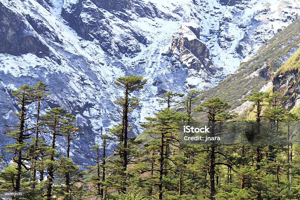 Красивый зимний пейзаж со заснеженными деревьями - Стоковые фото Без людей роялти-фри