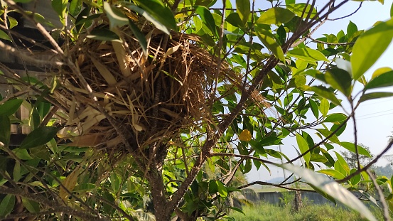 Birds nest on the tree
