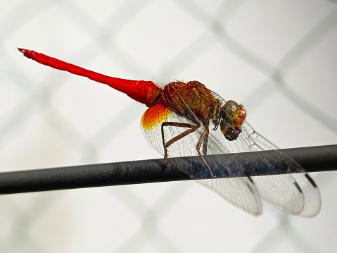 Selective focus of a dragonfly with its prey perching on a metal wire in the garden
