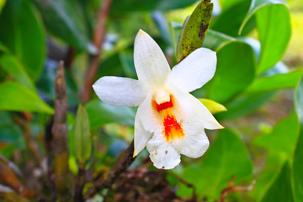 Wild Orchids In Forest Of Thailand Stock Photo - Download Image