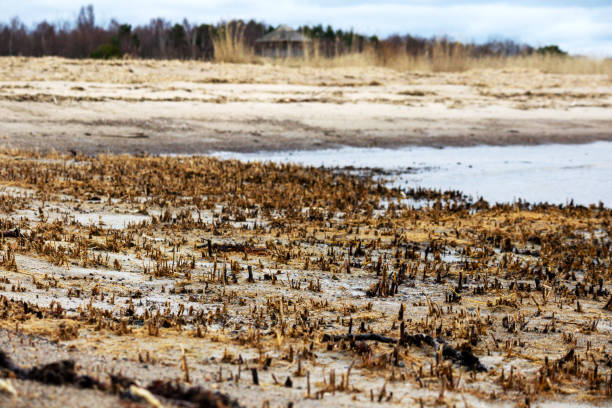 istock Sea beach edge with small reed sprouts on shore on sea background 1869948587