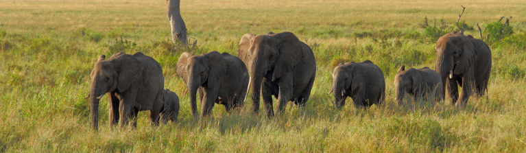 An Elephant group walking along in a single file line. (Loxodonta africana