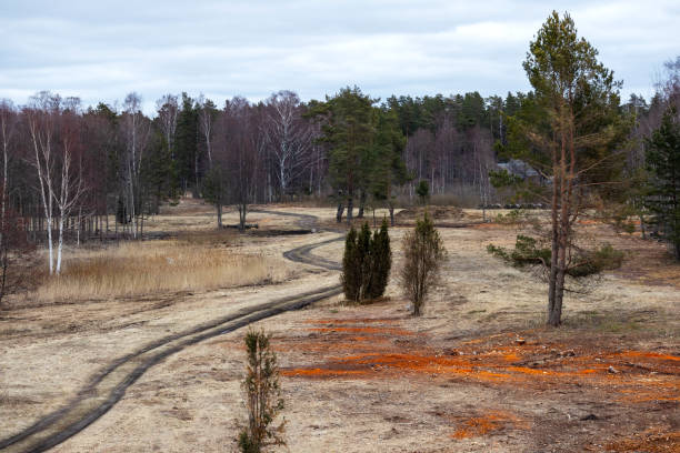 dune area with trees and yellow reed grass
