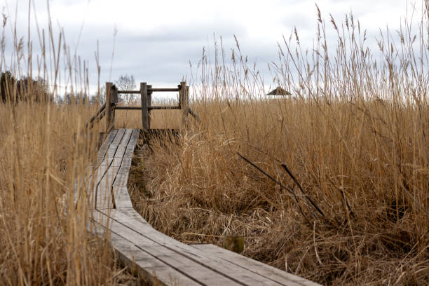 A wooden bridge winds through a cane field