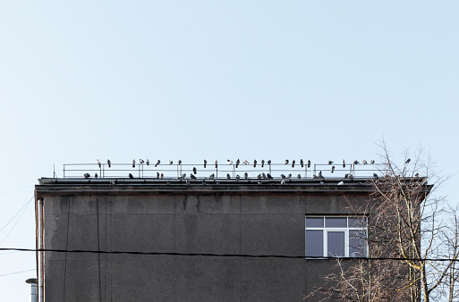 A flock of pigeons sat on the roof of a house in a strip