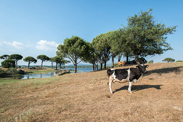 vache avec plumb mamelle - mehrere tiere photos et images de collection