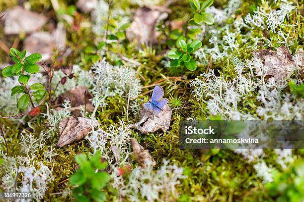 Foto de Borboleta Em Uma Moss Na Floresta e mais fotos de stock de Animal - Animal, Animal de estimação, Azul