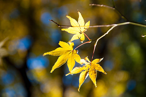 Autumn Leaves stock photo