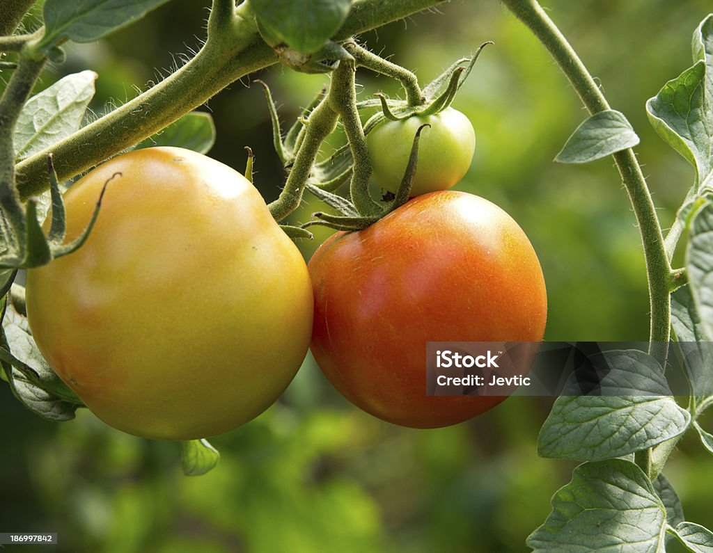 Tomate - Photo de Affluence libre de droits