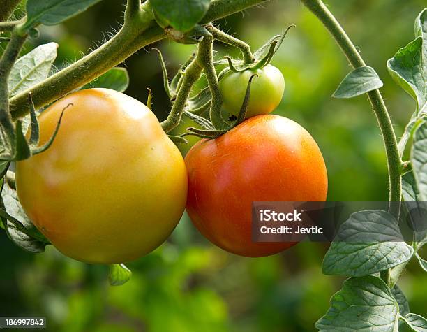 Photo libre de droit de Tomate banque d'images et plus d'images libres de droit de Affluence - Affluence, Agriculture, Aliment