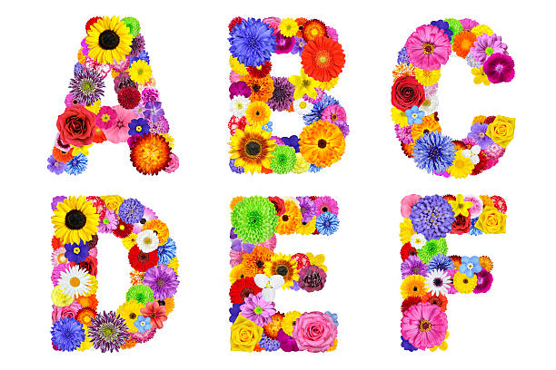 alfabeto floreale isolato su bianco-lettere abcdef - perfection gerbera daisy single flower flower foto e immagini stock
