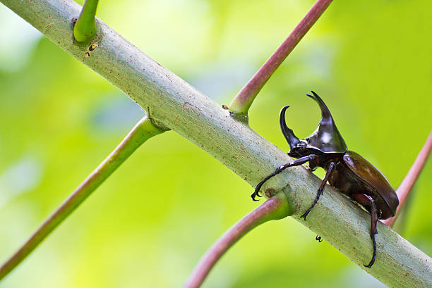 Scarab beetle on tree branch Scarab beetle on tree branch hercules beetle stock pictures, royalty-free photos & images