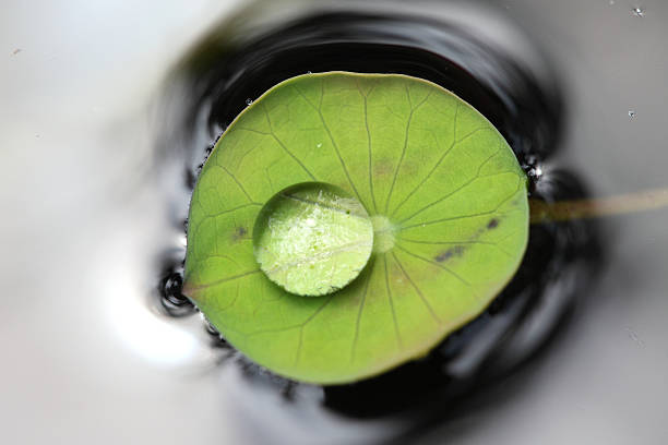 istock Water drops on green lotus leaf 186998029