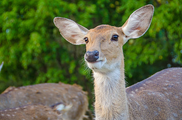 istock Female Spotted deer in thailand Zoo 186998121
