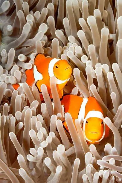 A pair of clown anemonefish, Amphiprion percula, swimming among the tentacles of their sea anemone, Uepi, Solomon Islands