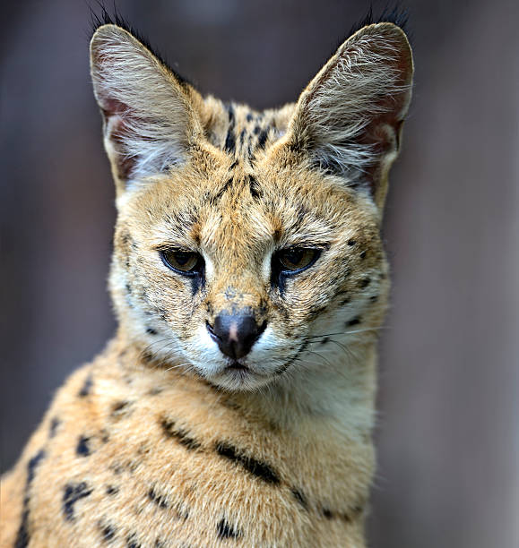 istock Portrait of a serval in nature 186998436