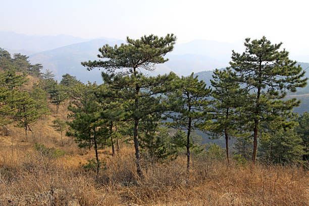 pine trees in a hillside, north china
