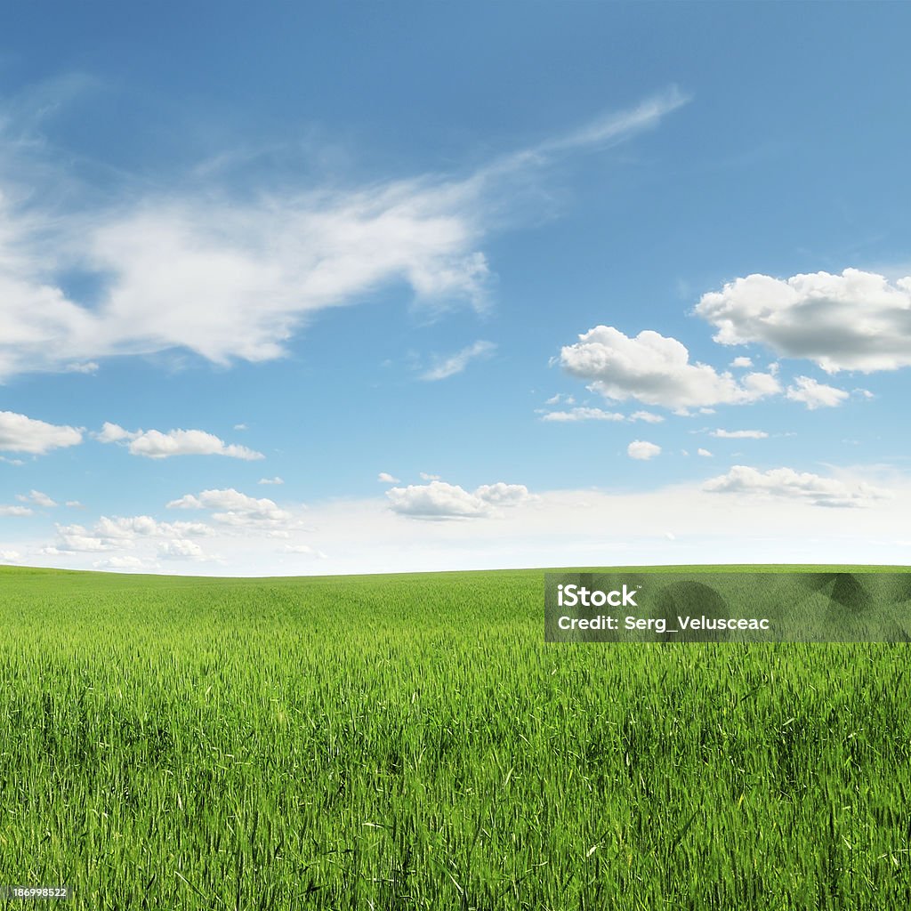 Belle Prairie et ciel bleu - Photo de Agriculture libre de droits
