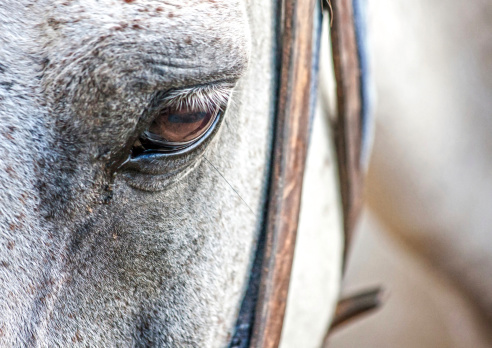 white arab horse eye close up