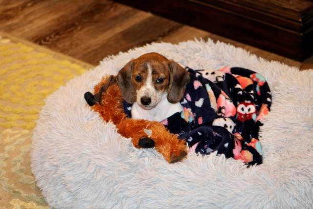 миниатюрная такса щенок - pet toy dachshund dog toy стоковые фото и изображения