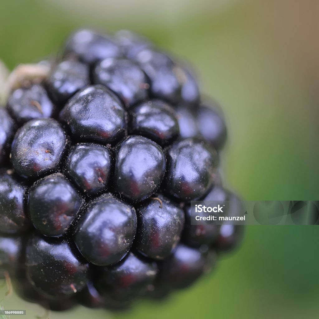 blackberry - 로열티 프리 0명 스톡 사진