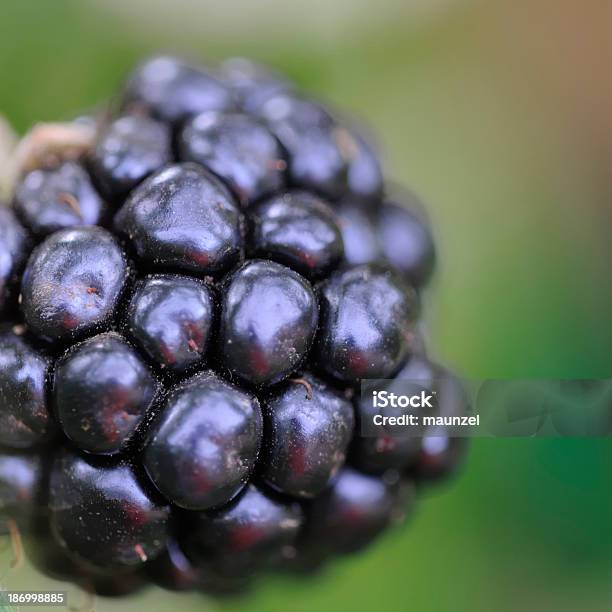 Blackberry 0명에 대한 스톡 사진 및 기타 이미지 - 0명, 가을, 검은색