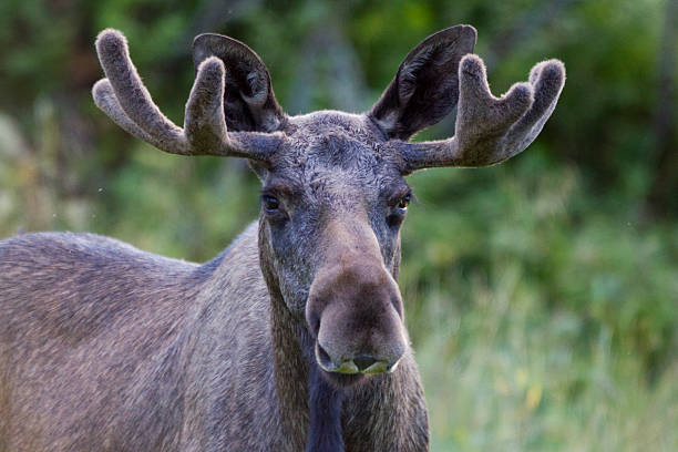 istock Moose, Bull Moose portrait 186999019