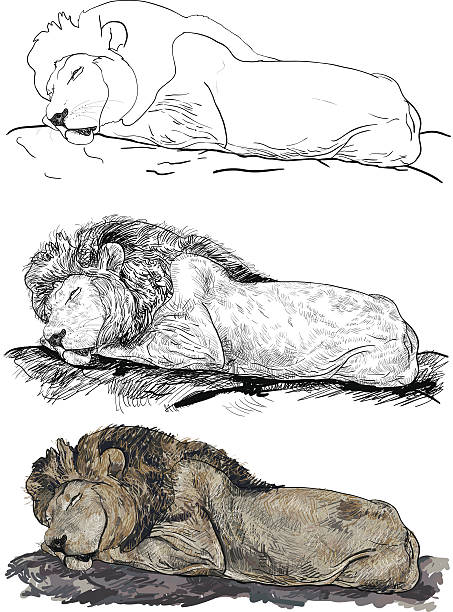 Lion Resting Vector Male Lion Rest Illustrations, Royalty-Free Vector Graphics & Clip Art ...