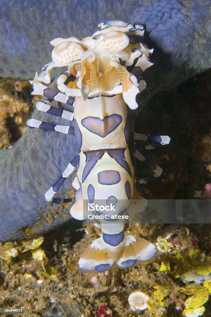 Hymenocera - Zbiór zdjęć royalty-free (Harlequin Shrimp)