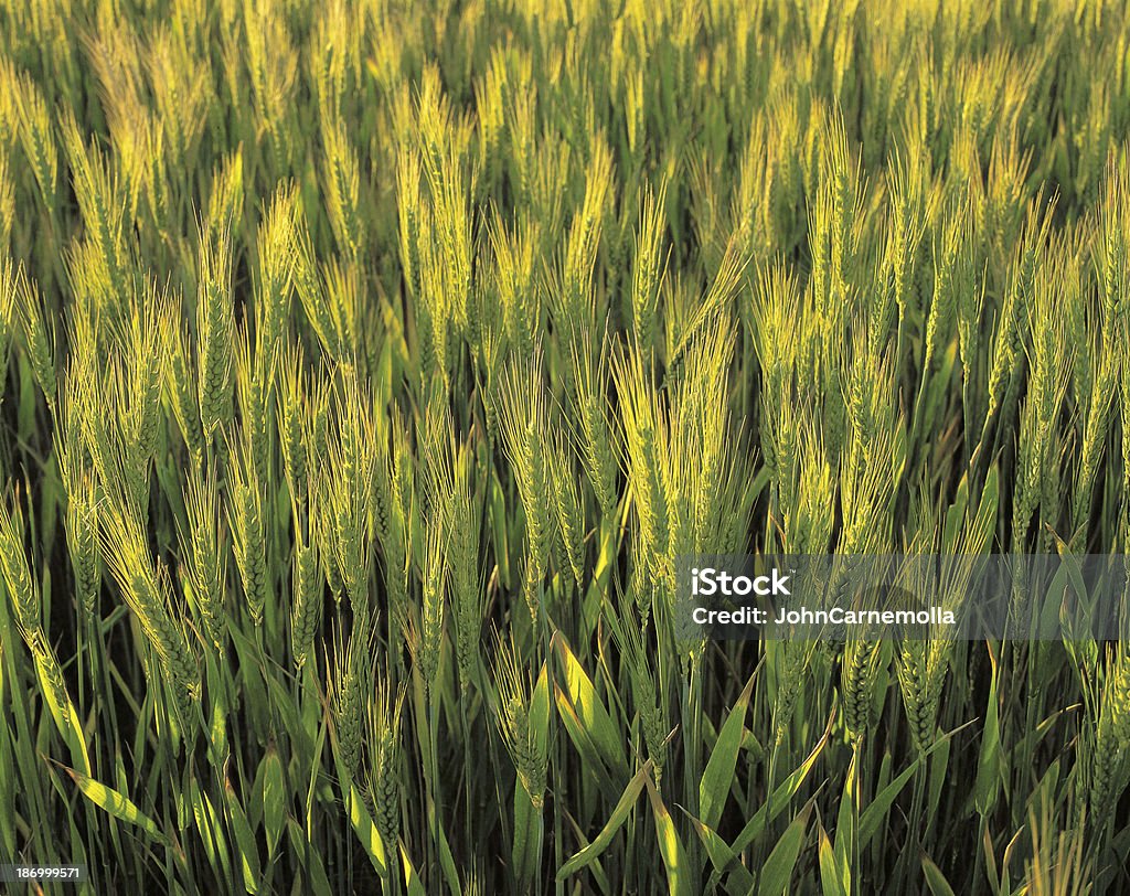 Grano Raccolto - Foto stock royalty-free di Ambientazione esterna