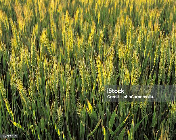 Grano Raccolto - Fotografie stock e altre immagini di Ambientazione esterna - Ambientazione esterna, Australia, Campo