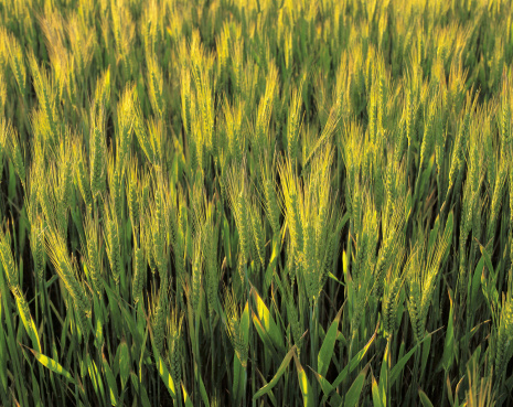 wheat crop in the central west of NSW Australia.