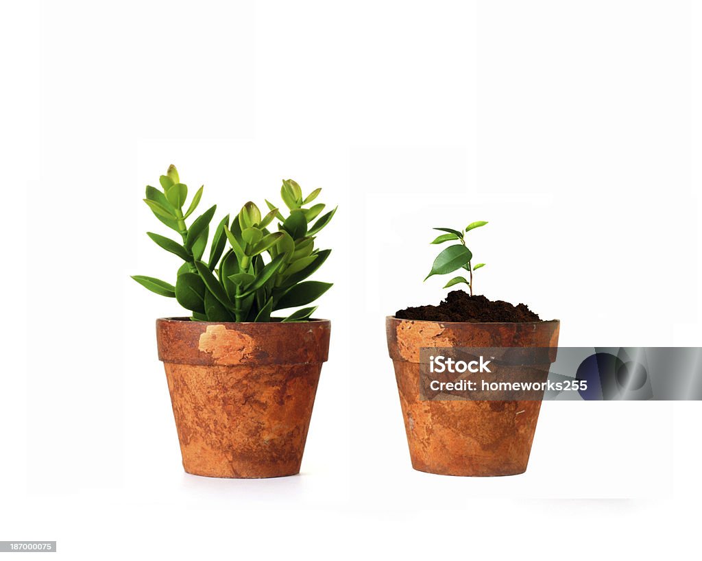 小さい植物の花瓶 - カットアウトのロイヤリティフリーストックフォト