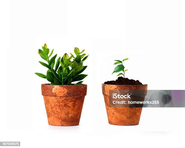 小さい植物の花瓶 - カットアウトのストックフォトや画像を多数ご用意 - カットアウト, セリ科, 人物なし