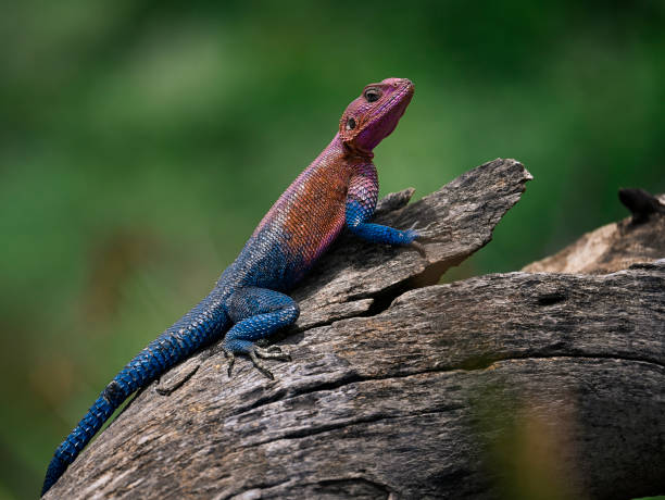 istock Agama sunbathing on a rock in the Serengeti 1870003160
