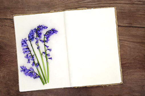 Bluebell flowers and old hemp notebook on rustic wood background. Spring nature study of British floral species.