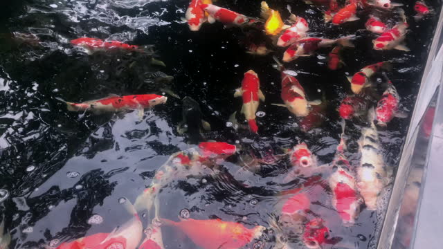 Many beautiful koi fish in the pond.