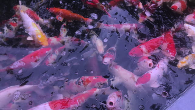 Many beautiful koi fish in the pond.