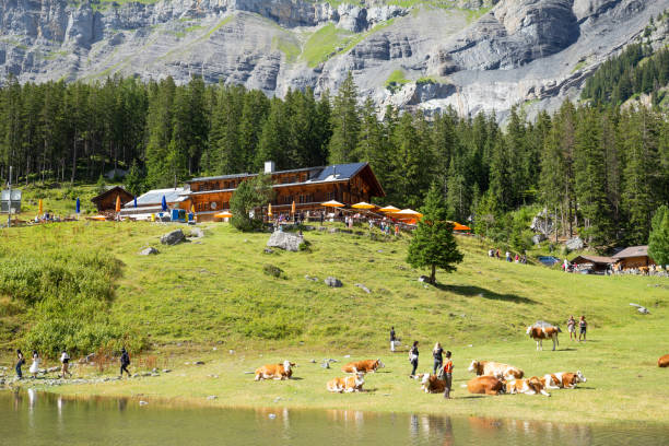 エスキネン湖、スイス – 2023 年 8 月 3 日: ガソリンスタンドを背景に、アルプスの山で日光浴を楽しむ牛を連れた観光客 - european alps mountain beauty in nature oeschinen lake ストックフォトと画像
