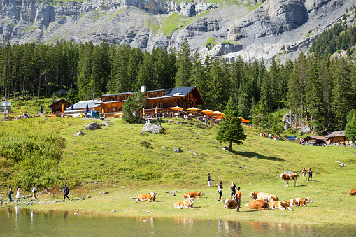 Oeschinen Lake, Switzerland–Aug 3,2023: Tourist with cows enjoying sunshine in the Alps mountain with a service station in the background