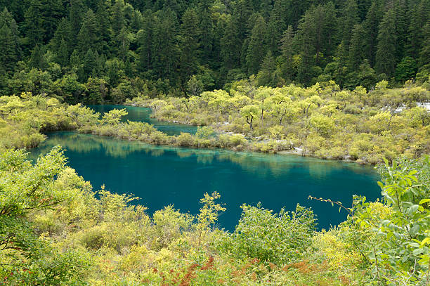 Green trees and blue lake