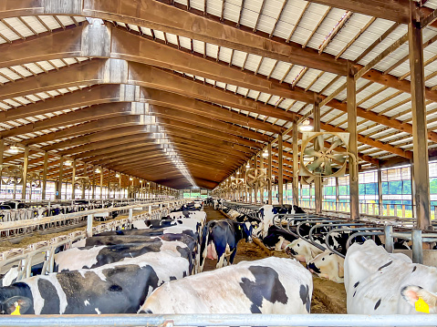 Holstein dairy cows walking around a freestalls barn.