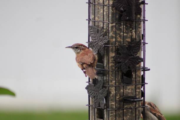 carolina wren - sunflower seed bird seed dried food healthy eating foto e immagini stock