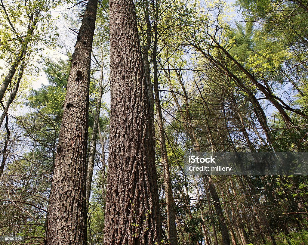Tall Trees mirando en la cadena montañosa Smoky Mountains - Foto de stock de Aire libre libre de derechos